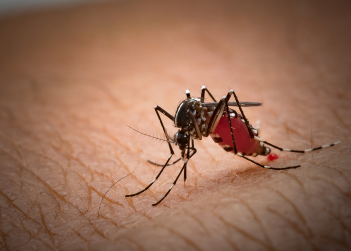 الملاريا فيروس ام بكتيريا