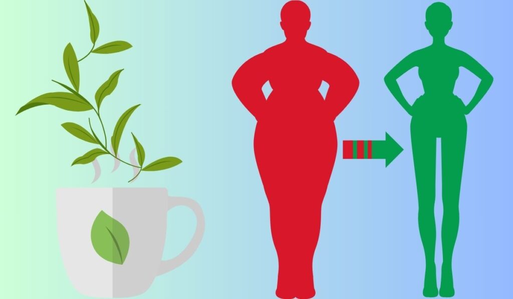 فوائد الشاي الأخضر للتنحيف ، كم ينقص الشاي الأخضر من الوزن في الأسبوع؟ كم كوب شاي اخضر في اليوم للتخسيس؟ هل الشاي الأخضر يحرق دهون البطن؟